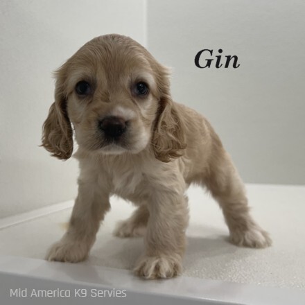 puppy, for, sale, Cocker Spaniel, Joe & Cherri  Overlease, dog, breeder, Miller, MO, dog-breeder, puppy-for-sale, forsale, nearby, find, puppyfind, locator, puppylocator, aca